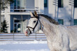 White horse portrait with bridle running in the snow