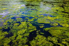Blue Green Algae - Cyanobacteria & Silt Field Texture On A Lake