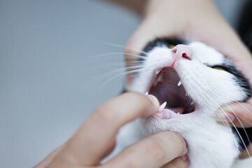 Women veterinarian examining a cat at clinic. Pet health checkup