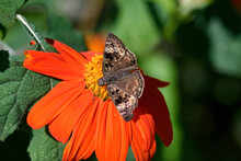Female Horace's Duskywing On Mexican Sunflower. It Is A Butterfly Of The Family Hesperiidae.  Adults Prefer Open Woodland, Clearings, Fence Rows, Wooded Swamps, Power-lines, Open Fields And Roadsides.
