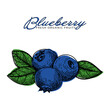Blueberry Fresh Organic Fruits
