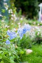 Flowering Delphinium Blue And White Bee, Delphinium Hybridum Magic Fountains Mixed