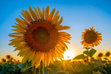 Sunflowers close-up. Blooming sunflowers in a field against a blue sky.