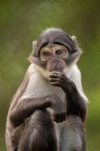 Vertical Shot Of A Sooty Mangabey On A Blurred Background