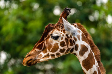 Sticker - Closeup shot of a giraffe in a zoo on a blurred background