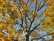 Baum im Herbst mit blauem Himmel im Hintergrung