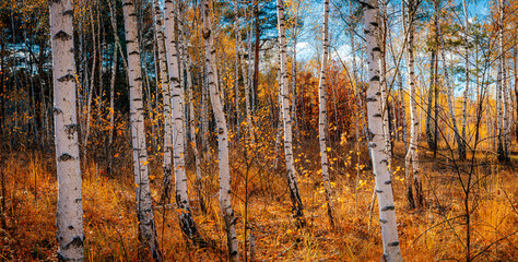  Autumn gorgeous forest background. Colorful scenery with birch trees. Wide-angle leaf fall backdrop.