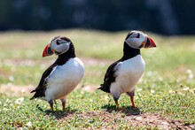 A Close Up Of Two Puffins, With A Shallow Depth Of Field