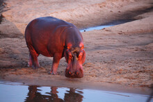 One Hippo (Hippopotamus Amphibius) On The Sand Close To The River.