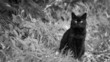 czarny kot na tle zarośli, czarno-białe