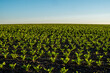 Rows of young sprouts of sugar beets growing in a fertilized soil on an agricultural field. Sugar beet cultivation. Organic.