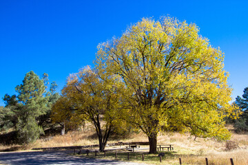 Poster - Tree-shaded day-use picnic area at Lake Roberts on the Gila River in New Mexico’s Gila National Forest