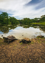 Sticker - Two turtles on the coast of the lake against green trees in the background