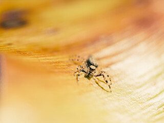 Wall Mural - macro of a spider on a leaf