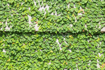 Wall Mural - Green leaves on the concrete wall background