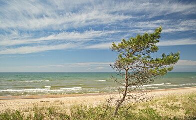 Canvas Print - Pine in beach in sunny spring day, Uzava, Latvia