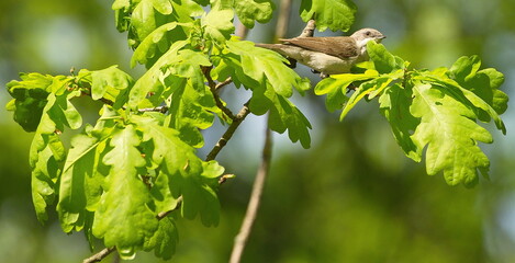 A small gray bird on fresh oak branches on a sunny spring day.