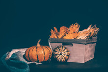 Autumnal Composition For Thanksgiving Day With Variety Of Pumpkins On Dark Rustic Wooden Background