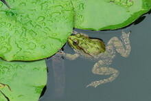 Lake Green Frog In The Pond Close-up