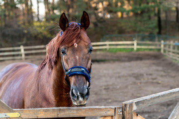 Wall Mural - brown horse portrait