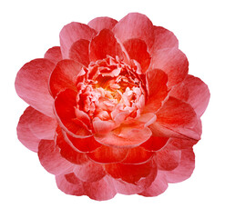 Red   peony flower isolated on a white  background with clipping path  no shadows. Closeup.  Nature.