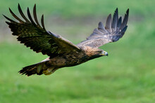 Golden Eagle (Aquila Chrysaetos)