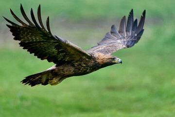 Sticker - Golden eagle (Aquila chrysaetos)