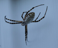 Orb Weaver Spider 2