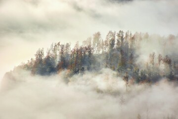 autumn forest in the fog