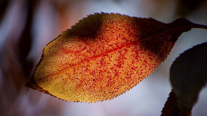 Wall Mural - Close up of a yellow autumn leaf with a gray blurred background