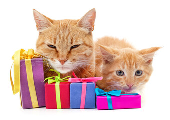 Poster - Two kittens and gifts.