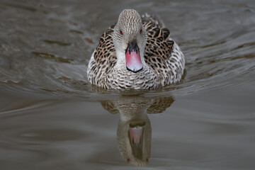 Aufkleber - A close up of a cape teal, Anas capensis, as it swims towards the camera. It is reflected in the still water