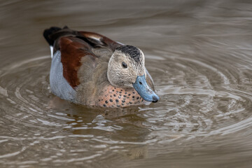 Aufkleber - A close up of a ringed teal drake, Callonetta leucophrys, dabbling on the water