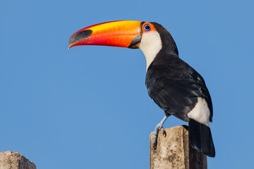 toco toucan (ramphastos toco) perched on a pole on a sunny morning