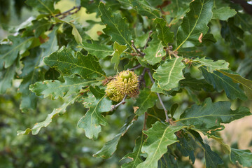 quercus cerris
