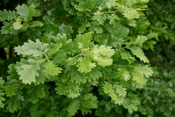 Quercus robur tree 