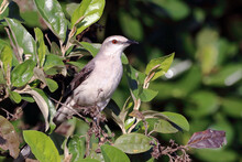 Tropical Mockingbird (Mimus Gilvus) Perched In The Middle Of The Foliage. Salvador Bahia Brazil