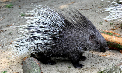 Closeup shot of a porcupine