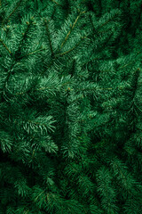 Wall Mural - christmas fir tree branches background. christmas pine tree wallpaper. copy space..