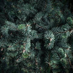 Wall Mural - christmas fir tree branches background. christmas pine tree wallpaper. copy space..