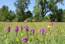 A Group Purple Wild Orchids In A Wet Grassland With Trees In Springtime