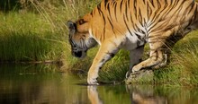 Large Tiger Walking Into To The Water To Drink In The Forest