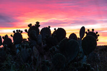 A Prickly Pear Bush With Ripped Fruit Berries Silhouette Against A Red Glowing Sky At Sunset, Cranes Mill Park, Texas