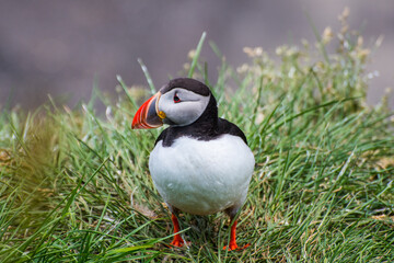 Wall Mural - Puffin in the beautiful countryside nature of Hafnarholmi in Borgarfjordur Eystri in Iceland