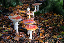 Red And White Speckled Fly Agaric Mushrooms In Beech Woodland