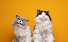 Two Fluffy British Longhair Cats Side By Side Grooming Licking Fur Looking Funny And Silly On Yellow Background With Copy Space