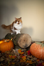 Calico British Longhair Cat Standing On Tree Stump With Pumpkins And Autumn Leaves On The Ground Looking At Camera With Copy Space