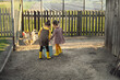 © Maryna - Two sisters with a blue bucket full of grain feed for birds feed hen at the chicken coop. Children help on the farm with household chores with poultry. Girls are dressed in rustic style and gumboots