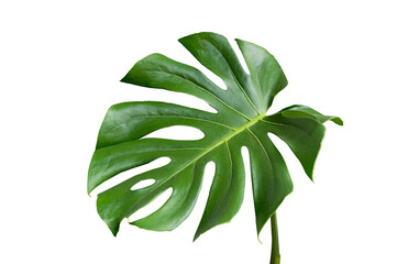 Wall Mural - Monstera leaves leaves with Isolate on white background Leaves on white