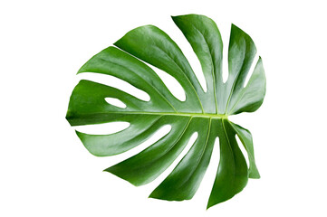 Wall Mural - Monstera leaves leaves with Isolate on white background Leaves on white